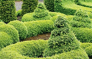 Идеи для сада – фигуры из самшита