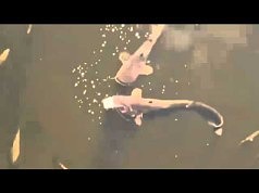 Огромные сомы в Чернобыле