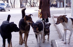 Мэрия ответила на петицию о бродячих животных