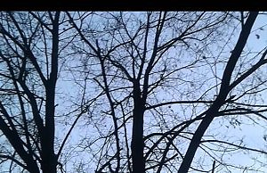 Весенние поджоги сухой травы (видео)