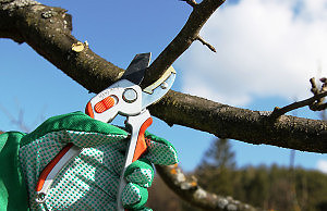 Обрезка деревьев – делаем весеннюю красоту