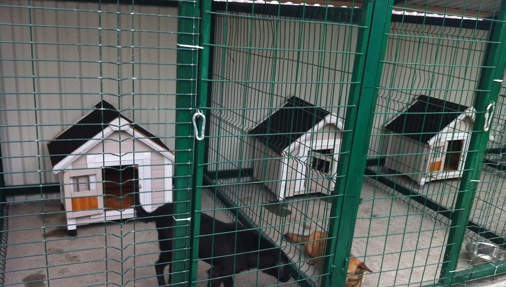 приют собаки