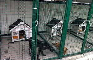 Приюту для животных быть