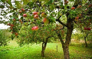 Как защитить деревья и кустарники от вредителей