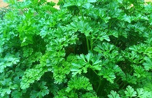 Грядки весной «под кипятком», шаг за шагом