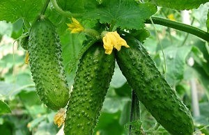 Удобрение и выращивание огурцов