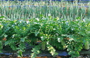 Выращивание овощей. Каких?