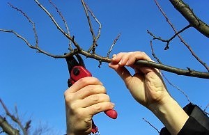 Обрезку деревьев проводят для безопасности окружающих