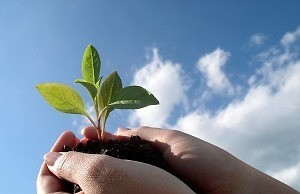 Город начали озеленять