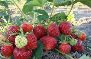 Трудно ли вырастить клубнику?