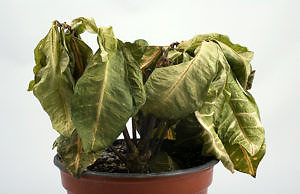 Защита растений от жары