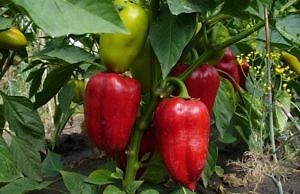 Что нашему перцу по сердцу