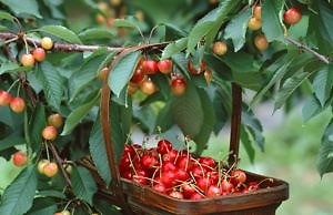 Советы по выращиванию плодовых деревьев