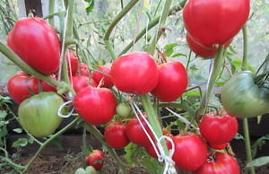 Томатная пора