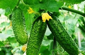 Огуречные грядки