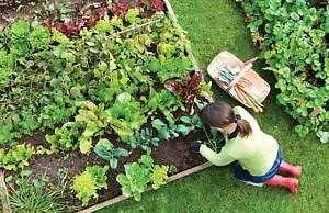 Переход на природное земледелие