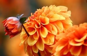 Цветы в сентябре