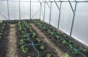 Система капельного полива своими руками