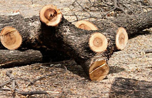 На Днепропетровщине орудуют лесные браконьеры