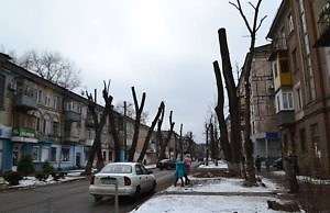 Основная причина уничтожения деревьев в городе – деньги