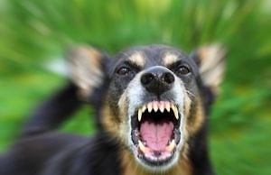 Карантин в Романково