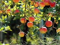 Совместимость растений. Спутники и защитники