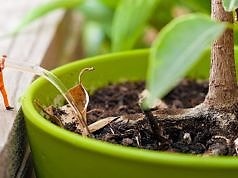 Не поливать растения в течение месяца возможно благодаря древнеегипетской керамике