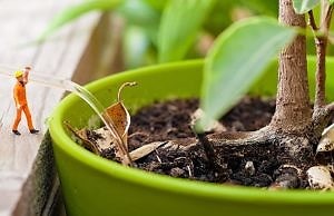 Не поливать растения в течение месяца возможно благодаря древнеегипетской керамике