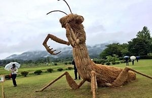 Натуральные средства для борьбы с насекомыми в саду: сделай сам!