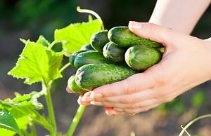 7 причин плохого урожая огурцов