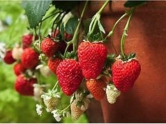 Клубника на подоконнике