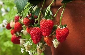 Клубника на подоконнике