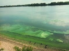 Областные чиновники не рекомендуют купаться в Днепре в период цветения