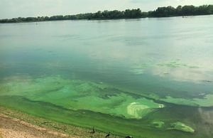 Областные чиновники не рекомендуют купаться в Днепре в период цветения