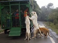 Против цирка с животными выступили общественники в Каменском