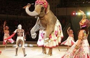 Цирк с животными в Каменском запретили