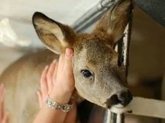 «Приключения» Каменской Бэмби