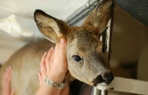 «Приключения» Каменской Бэмби