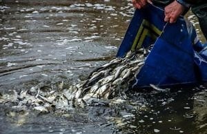 Зарыбление котлована как имитация бурной экологической деятельности