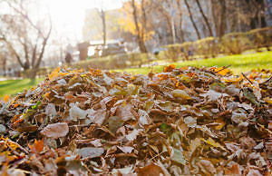 «Наша основная задача – до новогодних праздников убрать опавшую листву»