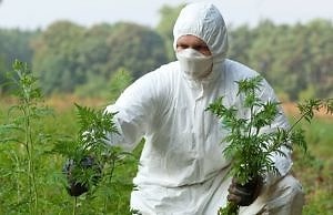 Депутаты в Каменском будут бороться с амброзией