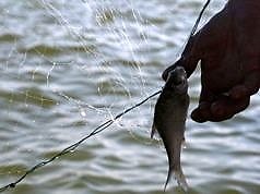 Где с 1 ноября запретили ловить рыбу