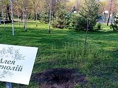 В парке украли аллею магнолий. Система порядка и безопасности парка больше не работает