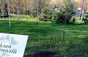 В парке украли аллею магнолий. Система порядка и безопасности парка больше не работает