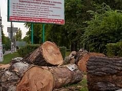 В Каменском массово уничтожают деревья. Кум мэра запасается дровами