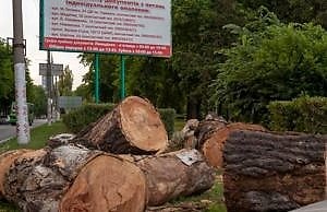 В Каменском массово уничтожают деревья. Кум мэра запасается дровами