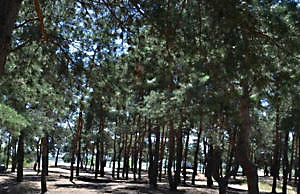 Вкрадену землю на березі Блакитного озера мати експрокурора продає за $346.000