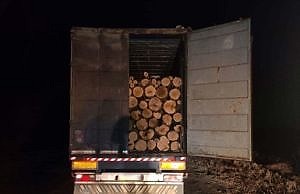 Полицейские остановили грузовик с незаконно спиленными акациями в Каменском районе