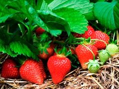 Що трапилось з полуницею, якщо на плодах темні плями: страждають і псуються, усихають і гірчать