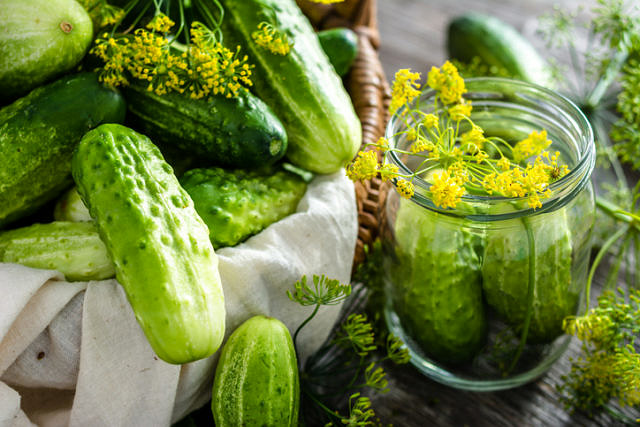Preparing preserves. Jar with cucumbers for pickle, gherkin or marinated cucumbers with salted water. Freshly harvested produce for pickling. Seasonal preservation.
